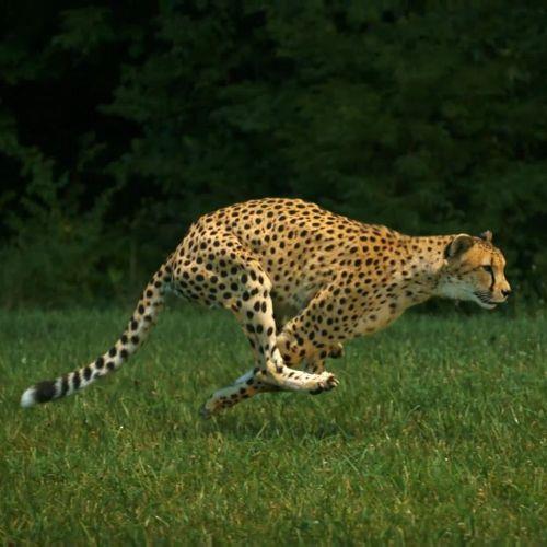cheetah